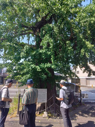 津図書館から龍津寺に向かう道中の大銀杏。　　この通りは伊勢街道か？伊賀街道か？
