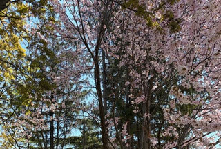 現在、札幌は桜が満開。お花見日和