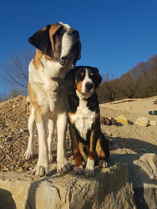 Hunde - Staufenhofs Webseite!