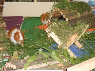 Traudl mit ihrer Kopie "Josie" ^^