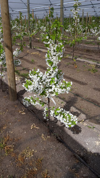 oosterom kersen, heeswijk montfoort, kersenbloesem