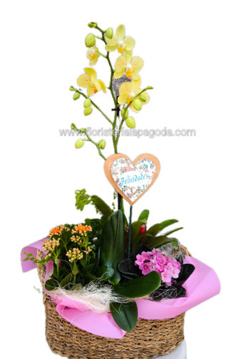 Centro de plantas variadas desde 90€