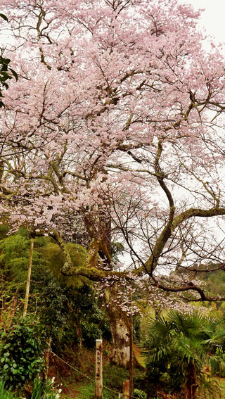  中津川市苗木の「おぢゃう桜」圧巻お花見名所絶景スポット苗木城跡桜開花2019H31の見ごろは３/下旬４/上旬頃ぎふ歴史街道岐阜中津川田瀬福岡木曽路中山道いにしえ街道飛騨街道妻籠馬籠日本料理和食会席食事処和食処恵那下呂付知ランチ絶品山菜料理美菜ガルテンふるかわ