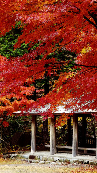 夕森公園もみじ川上川。中津川の里山の美しい紅葉真っ盛り