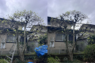 八王子市で剪定する植木屋「纏造園」