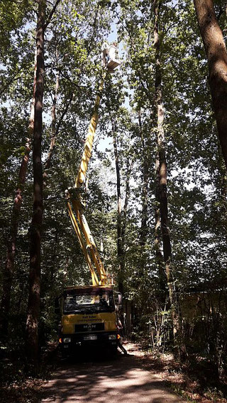 Bild: Zuber Schädlingsbekämpfung im Einsatz mit dem Hubsteiger zur Bekämpfung des Eichenprozessionsspinners 