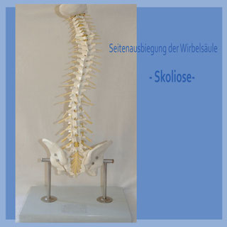 Wirbelsäulenuntersuchung Sportmedizin - privatpraxis-thron-hamburgs