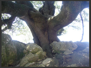 Natur - Sardinien - Angela Göser - Baum