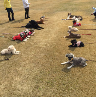 犬の訓練