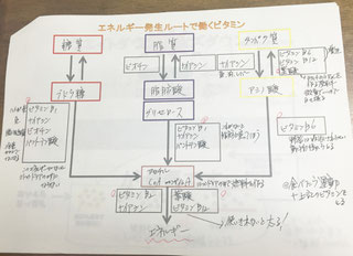 DNA予防美容 痩身