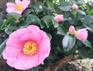 山茶花