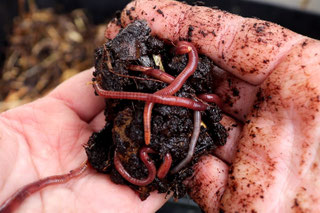 Pflanzengemeinschaften mit Obstbäumen - Anjas Garten Reich: Naturnah