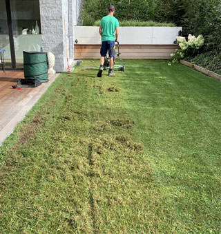 Rasen verticutieren und aerifizieren - Eberhard Gartenbau Kloten