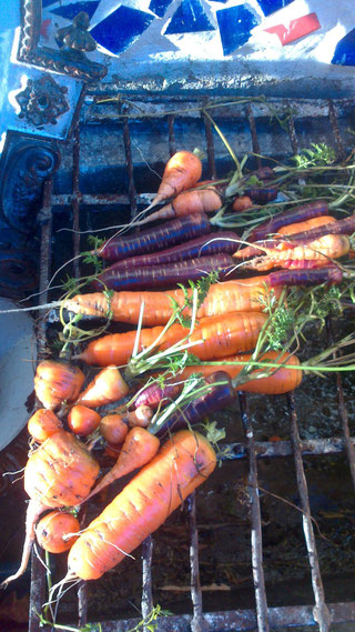 Jänner 2014 bei Plus 12 Grad erste Ernte im neuen Jahr  Karotte..4 verschiedene Sorten: kugelige, stumpfe, spitze, violette ,insgesamt ca.2 kg