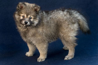 Pomsky F1