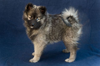 Pomsky F1