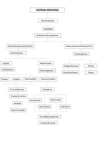 Bases Biológicas de la conducta - Psicología-2º BACH