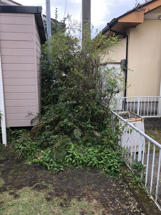 ①3年分の雑草で荒れ放題。
