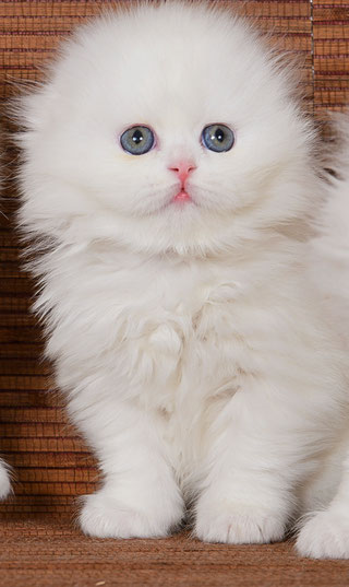 Главная-Main - Питомник шотландских кошек "Katisha"