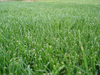 TIPOS DE PASTO Página web de jadmi