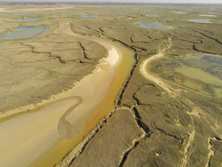 Sortie nature en baie de Somme