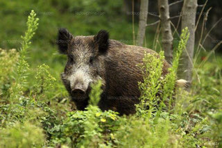 chasse sanglier