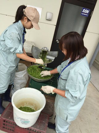 大量の万願寺とうがらしを餌用にカットする大学生たち