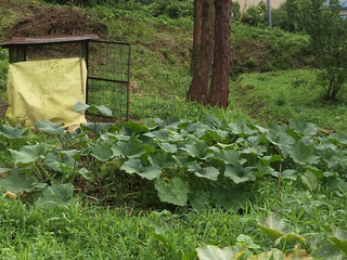 奥の小さな小屋がメイさんの寝床。昼間は小屋の周りに放されているのでこの周辺もカボチャがたくさん！