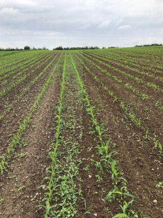 Beikraut-Regulierung mit dem Striegel: vor und nach der Bearbeitung