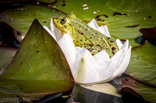 Wasserfrosch genießt in einer Seerose sitzend die Sonne, die auf den Teich scheint.