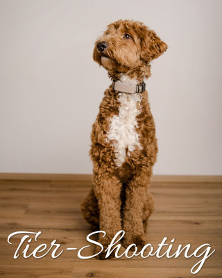 Fotoshooting Tierfotograf Fotostudio Cochem Fotograf Faid Zell Trier Koblenz Fotograf Fotografin