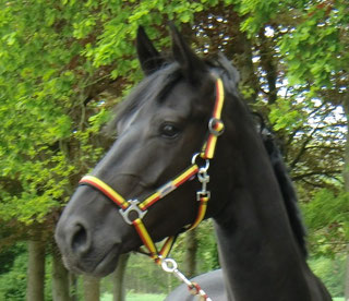 20.05.2010 in Telgte