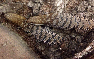 egernia depressa