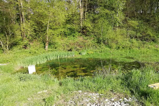 Steuchenteich - Foto: Albert Brodbeck/NABU Metzingen