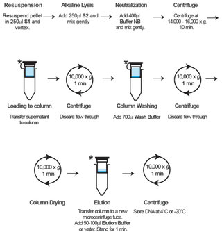 Plasmid DNA Isolierung - Miniprep Kit - GeneON BioScience