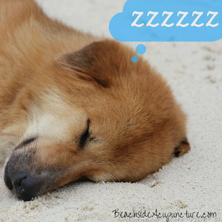 puppy napping on beach