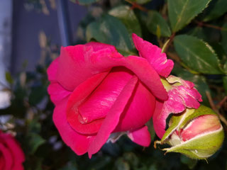 Rosenzauberwelt