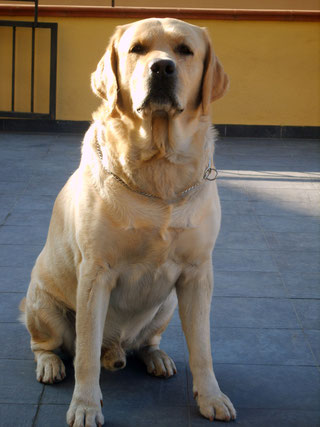 8 Come Calcolare Letà Del Cane Allevamento Labrador Retriever In