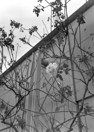 Agfa Copex Rapid