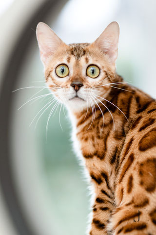 Little Diamond - Bengalen-aus-dem-Sommerviertel Bengal Minileopard