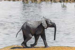 Botswana Bruno Deveze