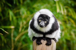 Madagascar Bruno Deveze