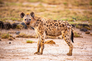 BOTSWANA Bruno Deveze