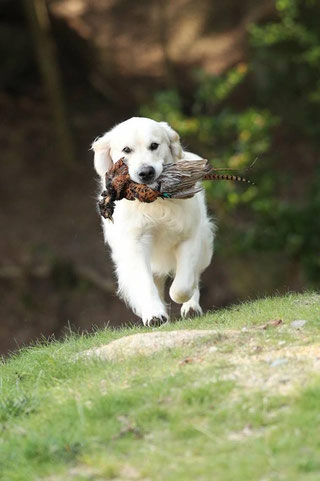 英国ゴールデンブリーダー・アストラム - ケネル アストラム ...