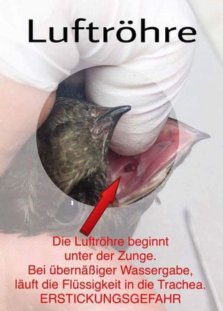 (Jung)Vogel gefunden - was tun? - KleinTierRettung - wir retten Tierleben