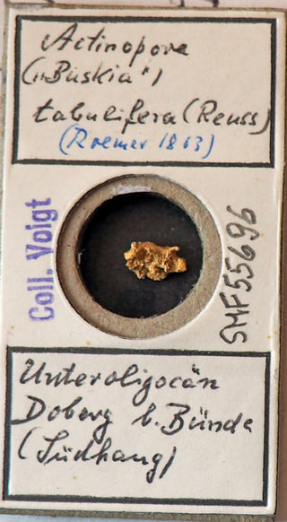 Actinopora tabulifera Römer 1863 - mikroskop, Reisen, Pilze, Essen