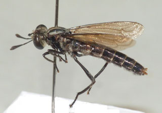 ムシヒキアブモドキ科　Mydidae