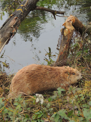 ausgestopfter Biber, Foto: Heiner Dittmann