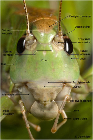 2-morphologie-et-plan-d-organisation-entomologic