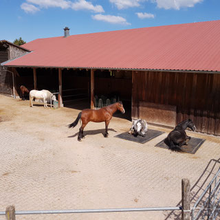 Pferdepension - Reiterhof Schwarz